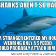 bullshark