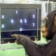 TheApe19